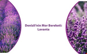 Denizli'nin Mor Bereketi: Lavanta